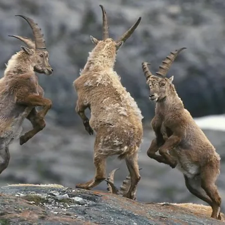 Apartment Familienparadies Wolfgangbauer *