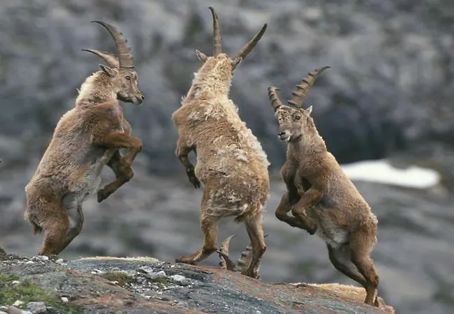 Apartment Familienparadies Wolfgangbauer *